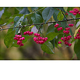   Fruits, Common Spindle