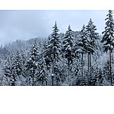   Winter, Snowy, Fir Forest