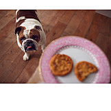   Dog, Hungry, Biscuits