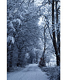   Footpath, Forest, Winter