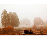   Autumn, Fog, Silence
