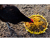   Sunflower, Chicken, Feeding