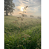   Meadow, Grasses, Morning Light
