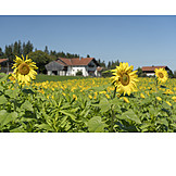   Agriculture, Sunflower Field, Outbuilding