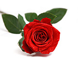   Rose, Rote Rose