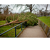  Tree, Storm Damage, Fallen Tree