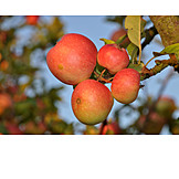   Apple, Apple Tree
