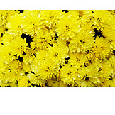   Gelb, Chrysanthemen