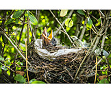   Hungry, Bird's Nest, Young Bird