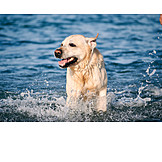   Water, Run, Labrador