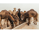   Drinking, Water, Drinking Trough, Camel Herd
