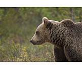   Wildtier, Bär, Grizzlybär