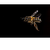   Bee, Western Honey Bee