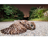   Road, Little Owl, Cadaver