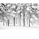   Winter Landscape, Winter Forest