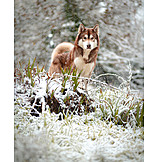   Winter, Siberian Husky