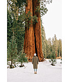   California, Comparison, Sequoia