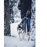   Walk, Dog, Running, Siberian Husky