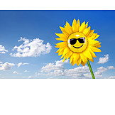   Sunflower, Sunshine, Sunny