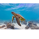   Underwater, Sea Turtle, Green Sea Turtle
