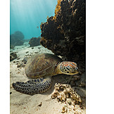   Sea Turtle, Green Sea Turtle
