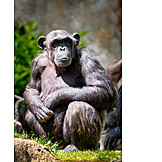   Monkey, Chimpanzee