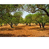  Landwirtschaft, Griechenland, Olivenbaum, Plantage