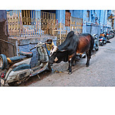   Street, India, Holy Cow