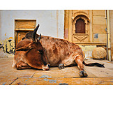  Cow, Holy, India