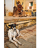   Kuh, Hund, Jaisalmer