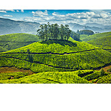   Landwirtschaft, Nutzpflanze, Teeplantage