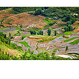   Agriculture, Paddy, Rice Cultivation