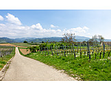   Agriculture, Vineyard, Panorama Way, Breisgau