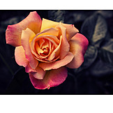   Rose, Rose Petals