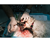   Dentists, Veterinary Medicine, Animal Clinic, Veterinary Hospital