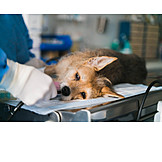   Hund, Operation, Veterinärmedizin, Tierklinik