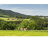   Pasture, Cows, Berchtesgadener Land