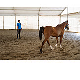   Horse, Riding Arena, Horse Training