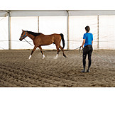   Horse, Riding Arena, Horse Training