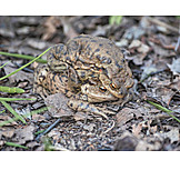   Mating, Toad