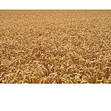   Agriculture, Wheat Field, Crop