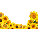   Sonnenblumen