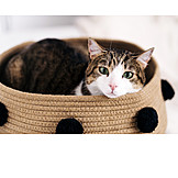   Cat, Cat Basket