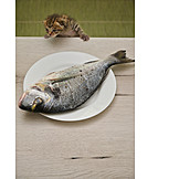   Curious, Prepared Fish, Kitten