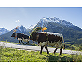   Cows, Almabtrieb, Fuikl