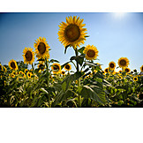   Sonnenblumen, Sonnenblumenfeld, Sonnenblumenblüte