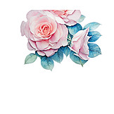   Rose, Illustration, Watercolor Painting