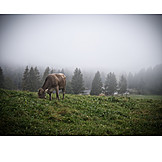   Foggy, Cow, Pasture