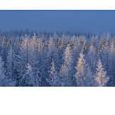   Forest, Winter, Spruce