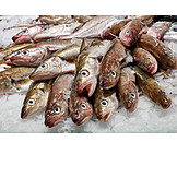   Fish, Fish Market, Gilt Head Bream